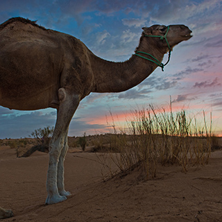 Sunset - Dromedary camel
